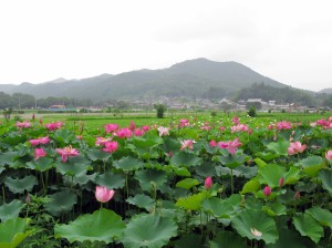 Hidaka_Kinchakuda_Lotus_Pond_1