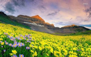 29306-valley-of-yellow-flowers-1280x800-nature-wallpaper